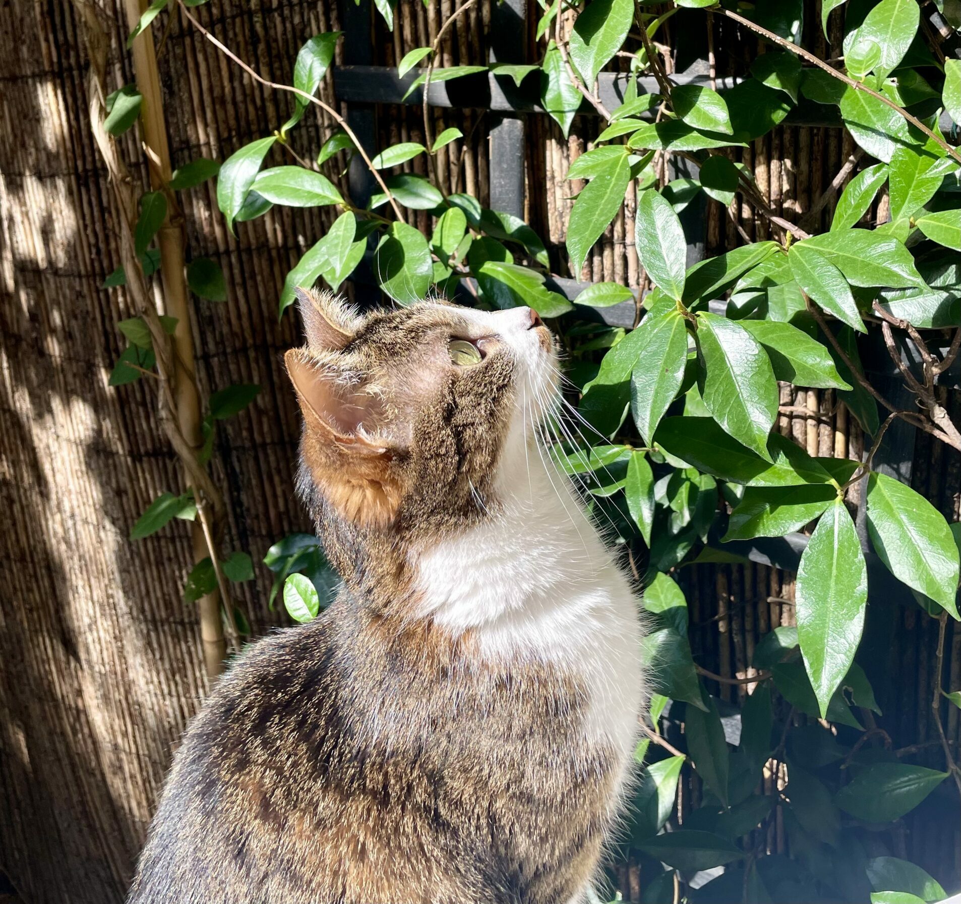 L’adorable petite chatte de Nico Toublanc, hypnothérapeute et coach à Lyon 4, regard vers le ciel devant un jasmin.