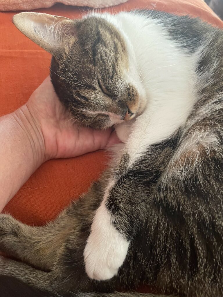 La petite chatte pelotonnée dans la main de Nico Toublanc hypnothérapeute et coach à Lyon 4. 
Caresse pour le coeur  